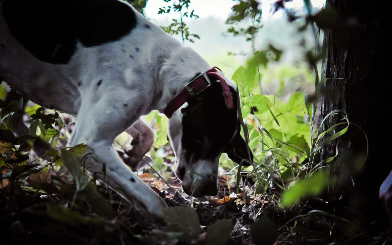 animaux qui chassent les truffes